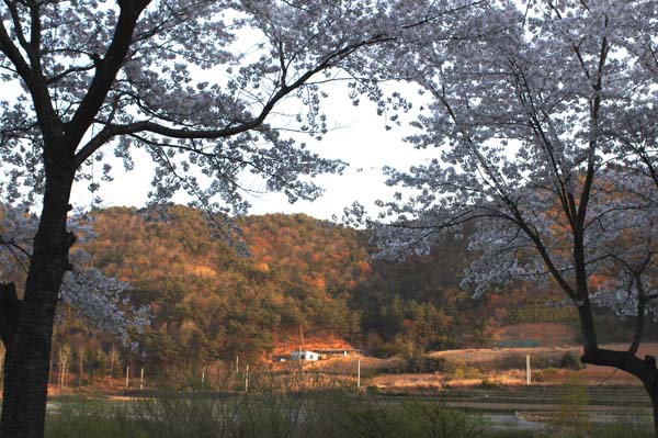 벚꽃사이로 더욱 빛나는 천봉산 능선 